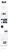 rooted in music.webp